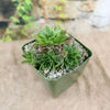 Sempervivum heuffelii ‘Bronze Ingot’ succulent with pointed green leaves in a square green pot, on a brown surface, garden background.