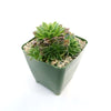 Sempervivum heuffelii ‘Bronze Ingot’ succulent with pointed green leaves in a square green pot with pebbles on a white background.