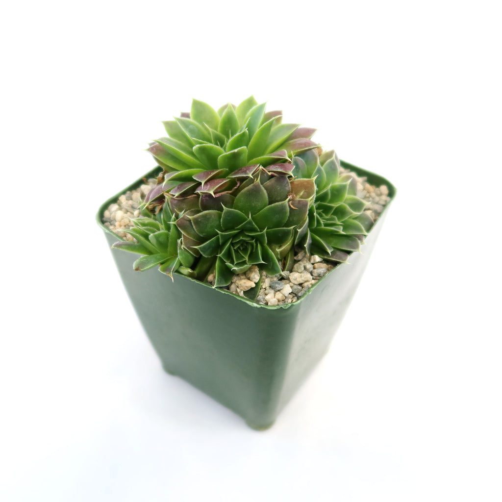 Potted indoor plant with glossy green leaves beside a small Buddha statue