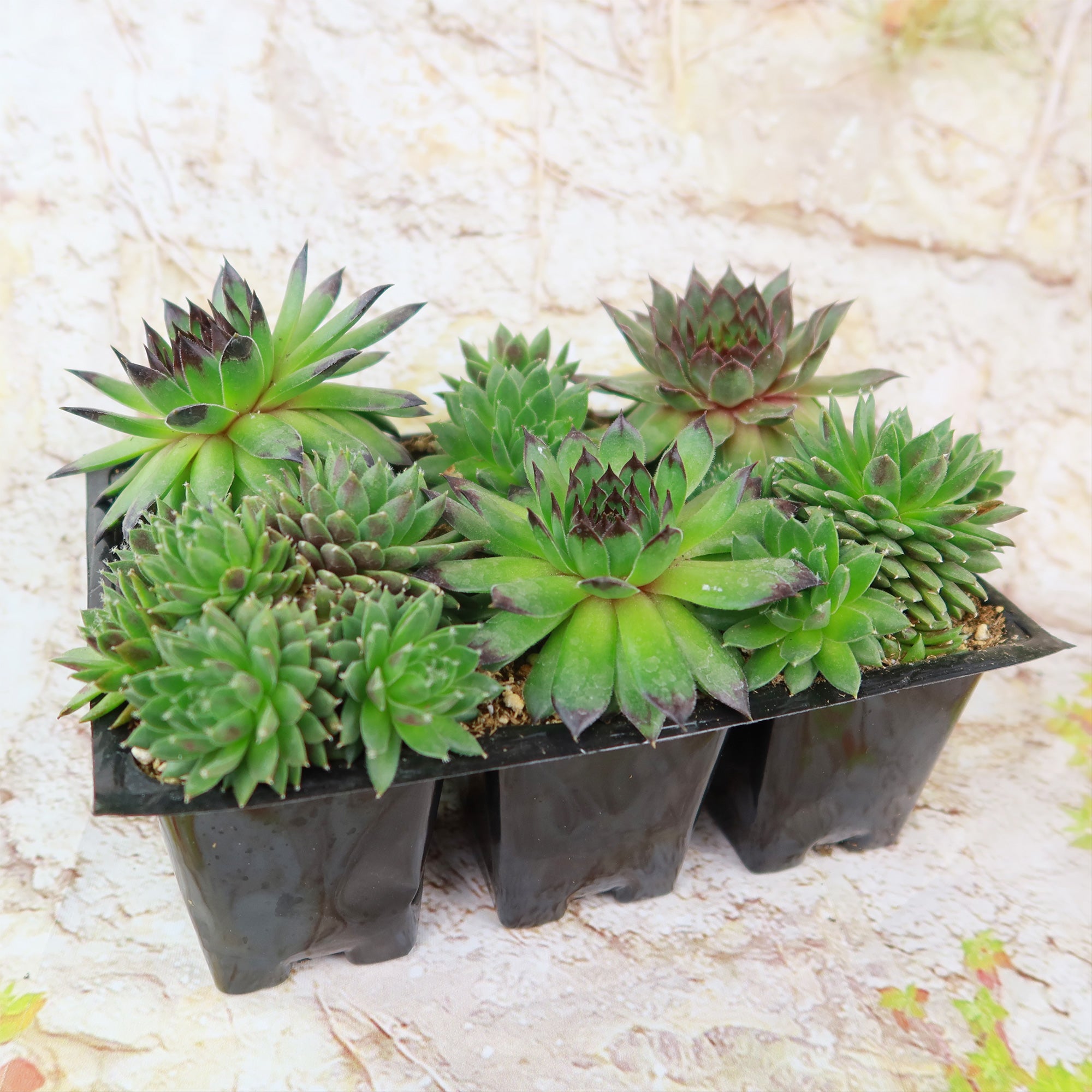Hens and Chicks Succulent Mix