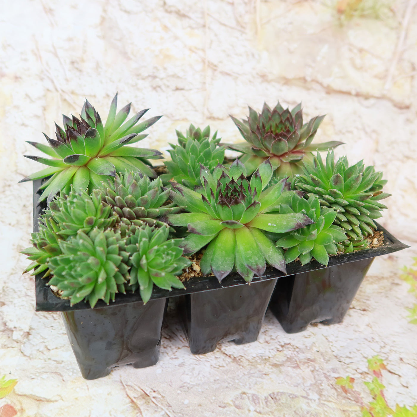 hens and chicks succulents for sale Shop 'Hens and Chicks Succulent Mix' For Sale