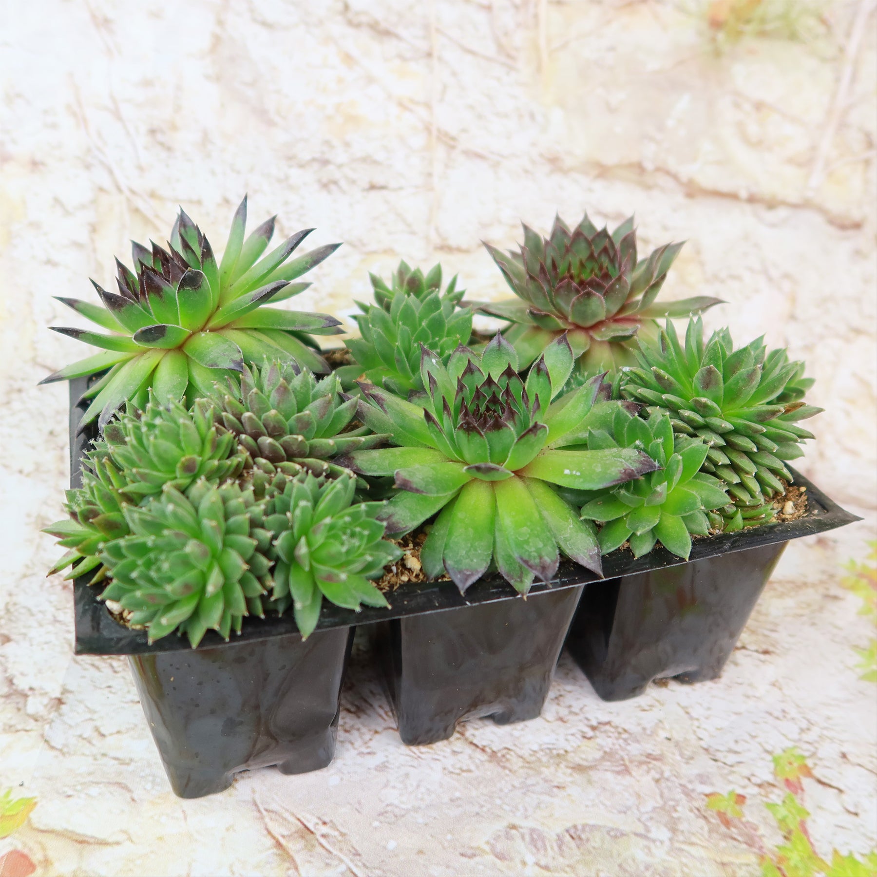 are hen and chicks succulents Shop 'Hens and Chicks Succulent Mix' For Sale