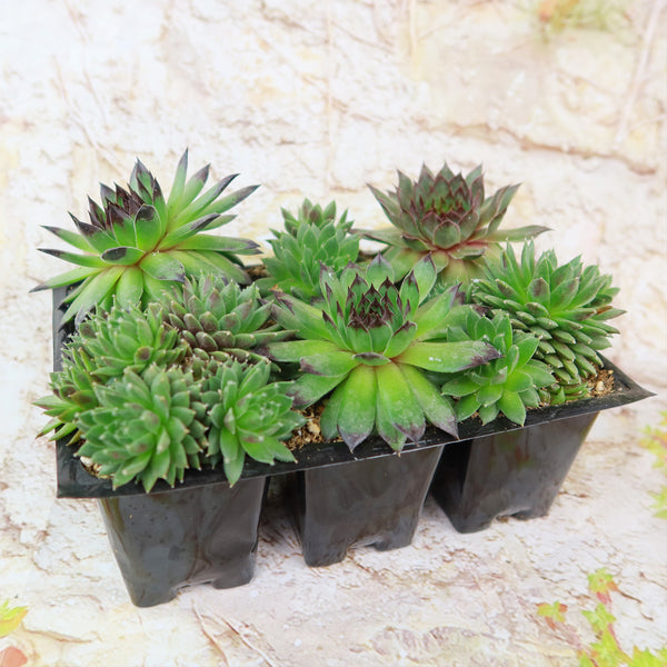 chicken and hen plant indoor Shop 'Hens and Chicks Succulent Mix' For Sale