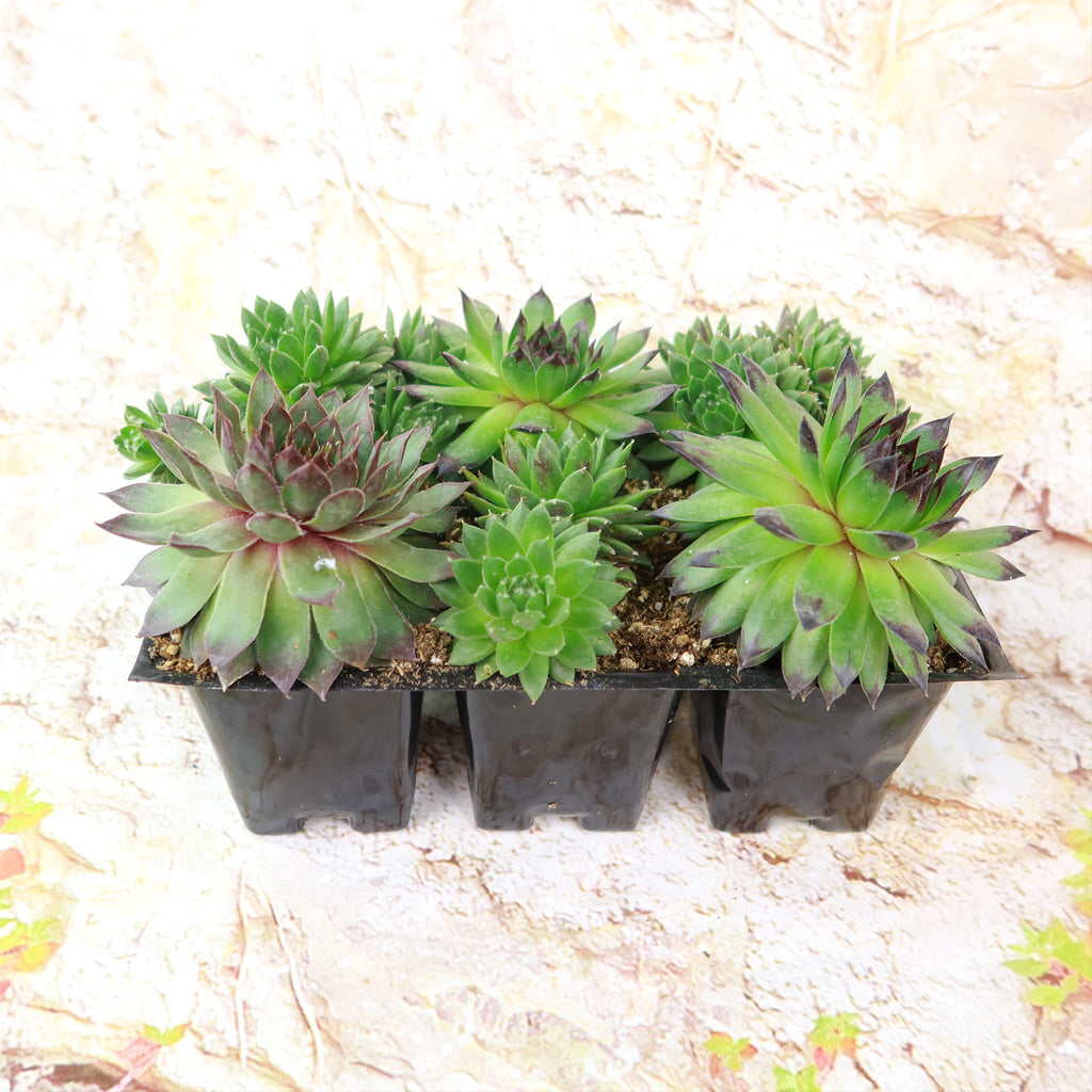 Hens and Chicks Succulent Mix