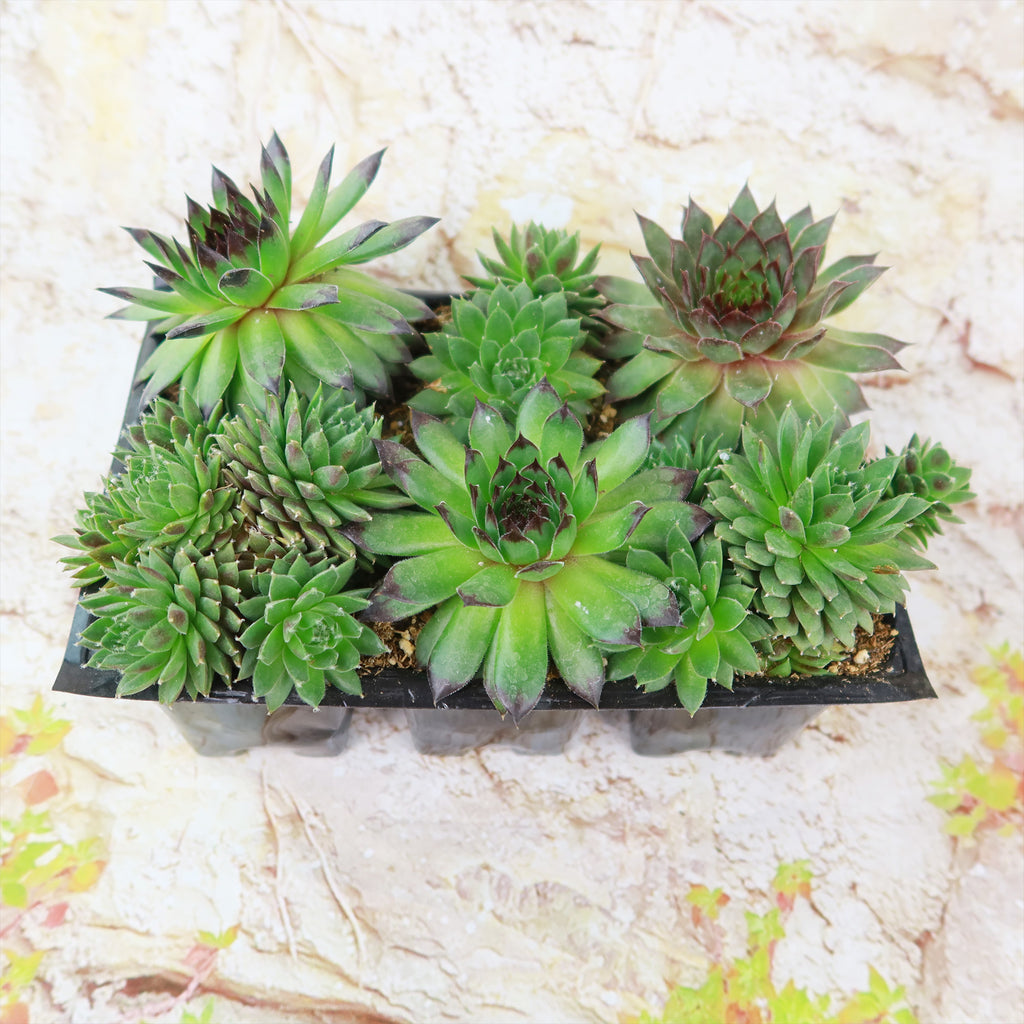 Hens and Chicks Succulent Mix