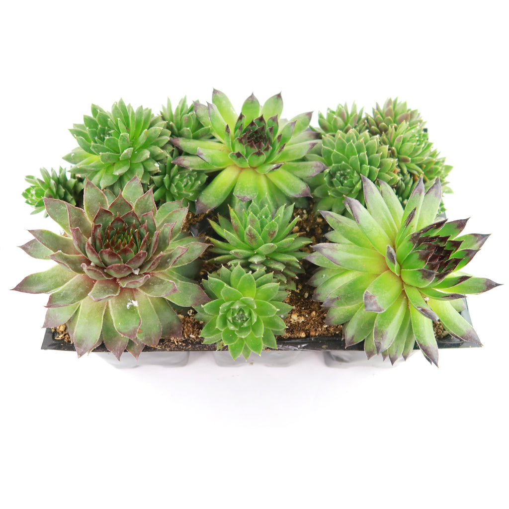 Hens and Chicks Succulent Mix