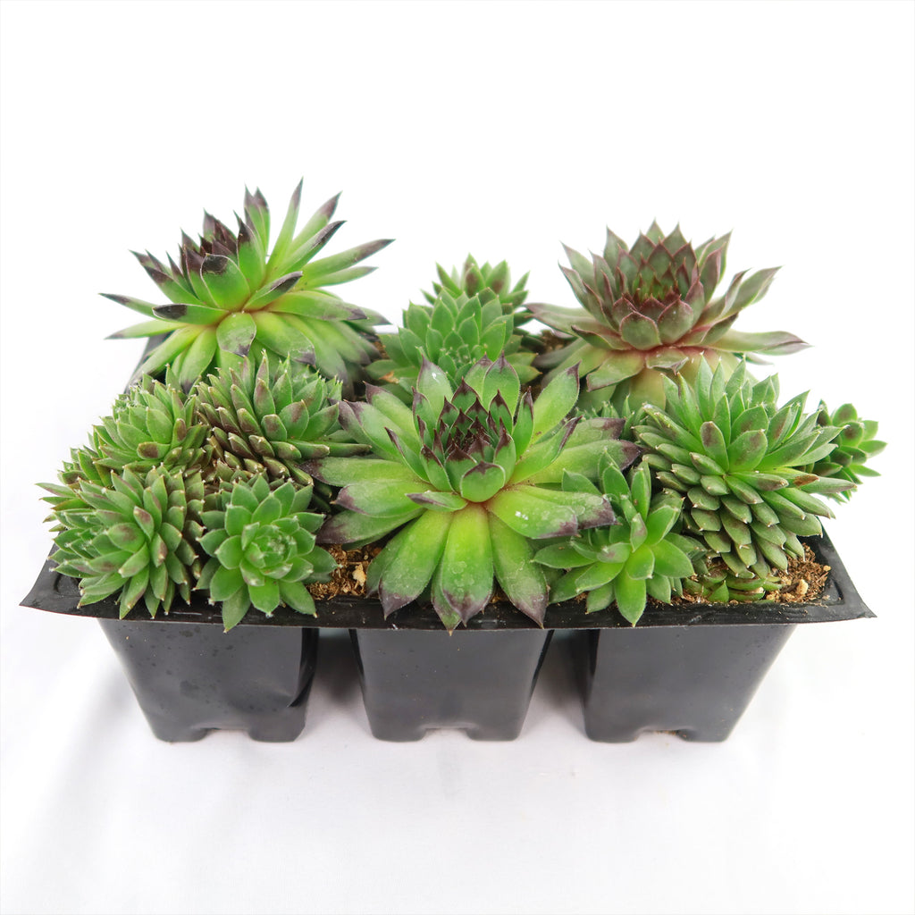 Hens and Chicks Succulent Mix