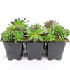 Hens and Chicks Succulent Mix