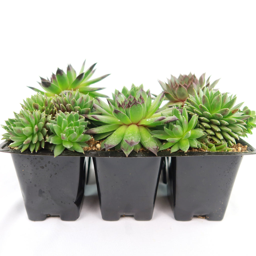 Hens and Chicks Succulent Mix