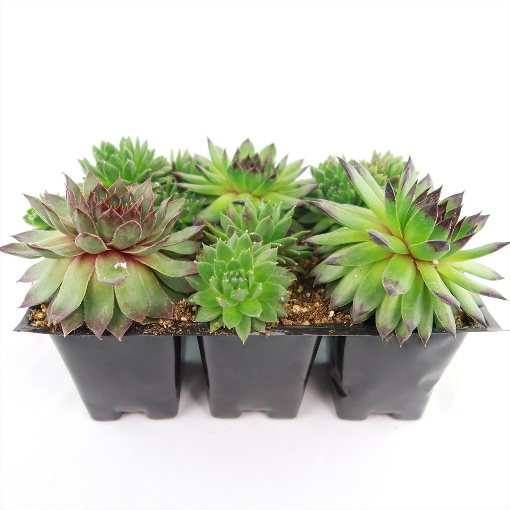 Hens and Chicks Succulent Mix