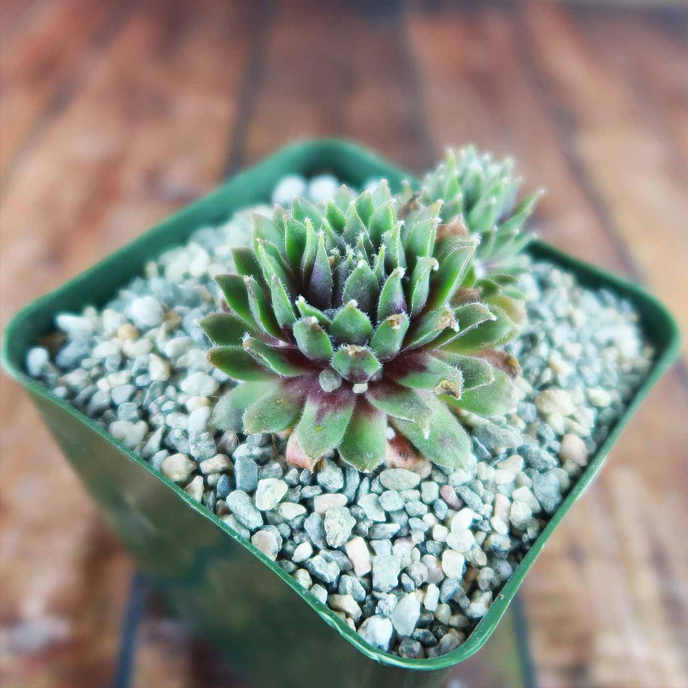 succulent with square leaves Shop 'Sempervivum pilatus' Care and Growing Guide