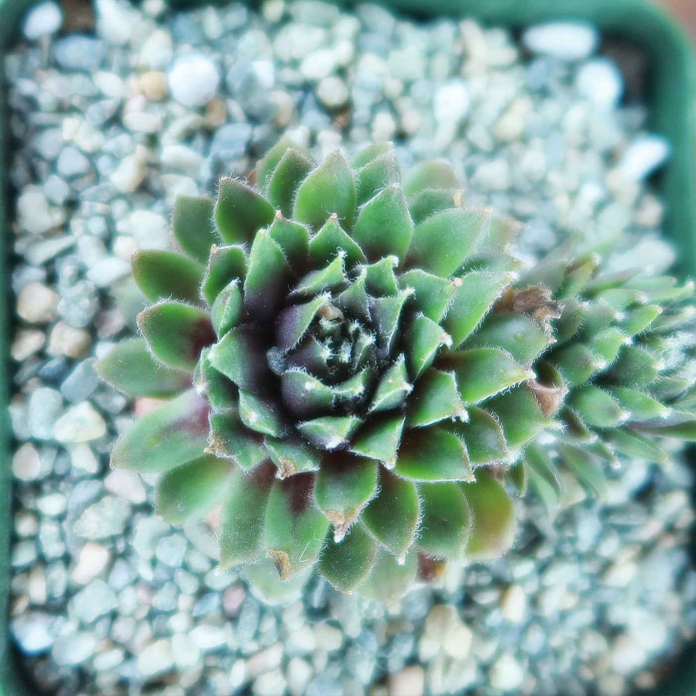 Sempervivum pilatus