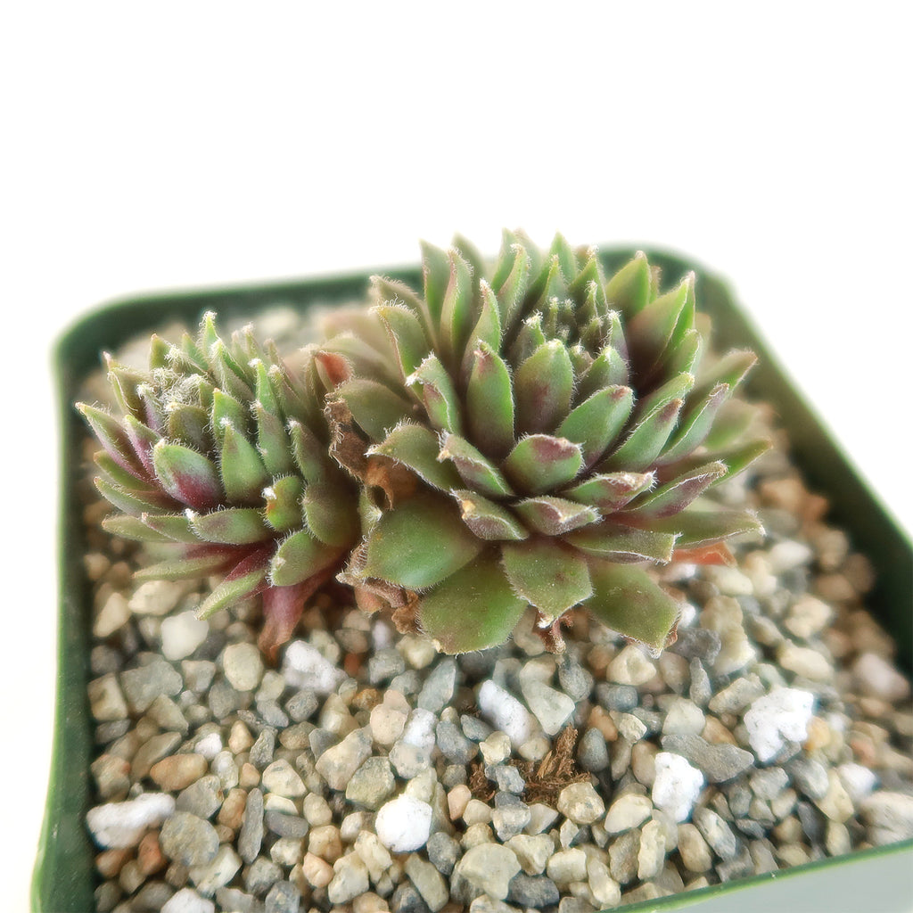 Sempervivum pilatus