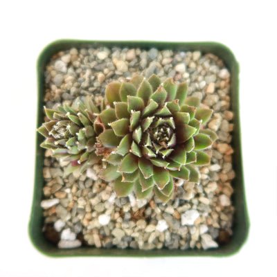 Sempervivum pilatus