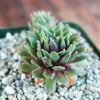 Sempervivum pilatus