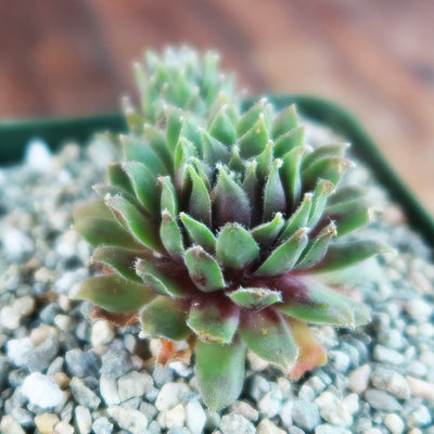 Sempervivum pilatus