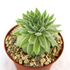 Sempervivum Tectorum var. Glaucum