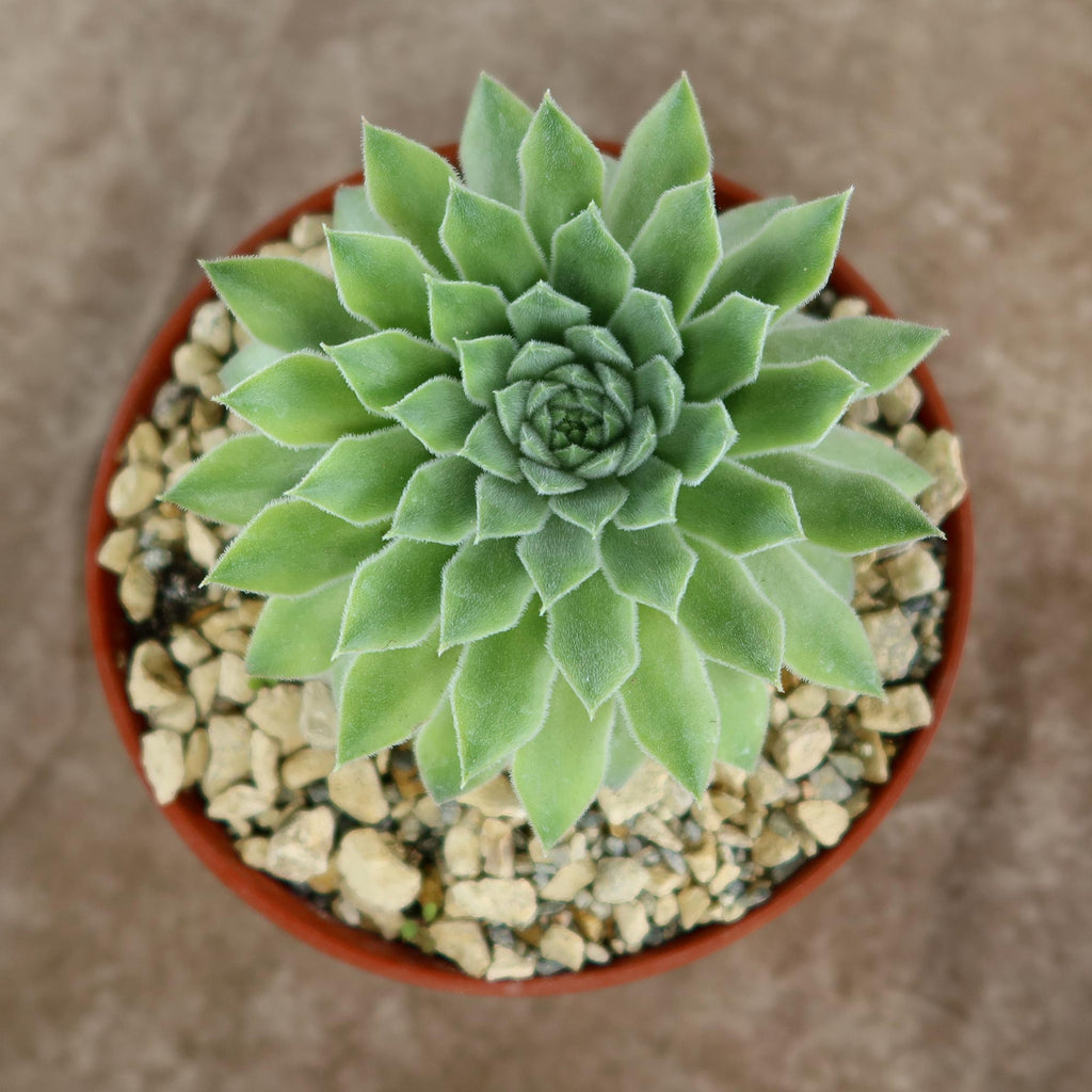 Sempervivum Tectorum var. Glaucum