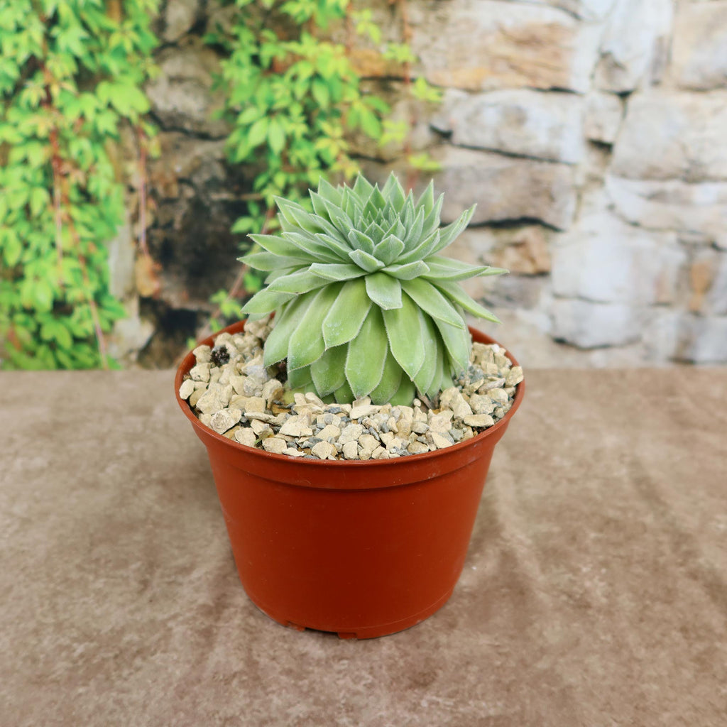 Sempervivum Tectorum var. Glaucum