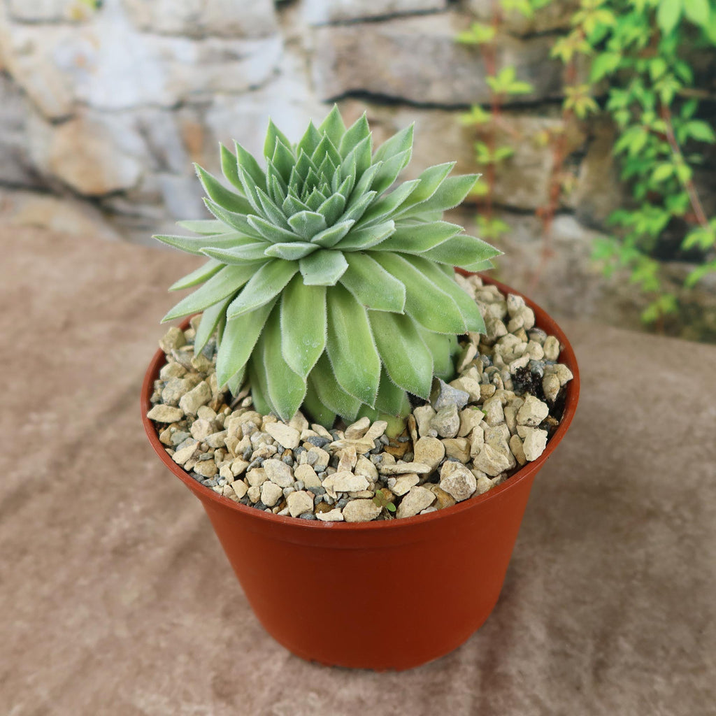 Sempervivum Tectorum var. Glaucum