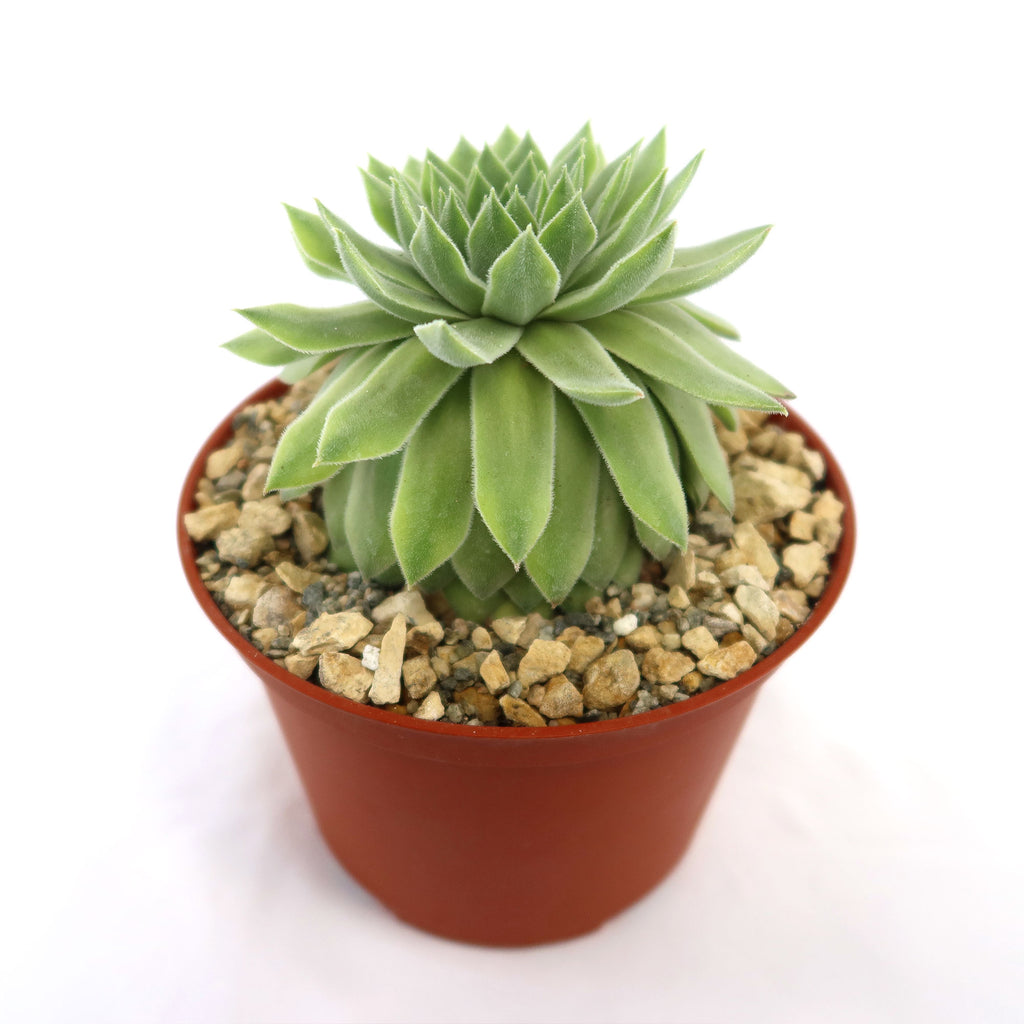 Sempervivum Tectorum var. Glaucum