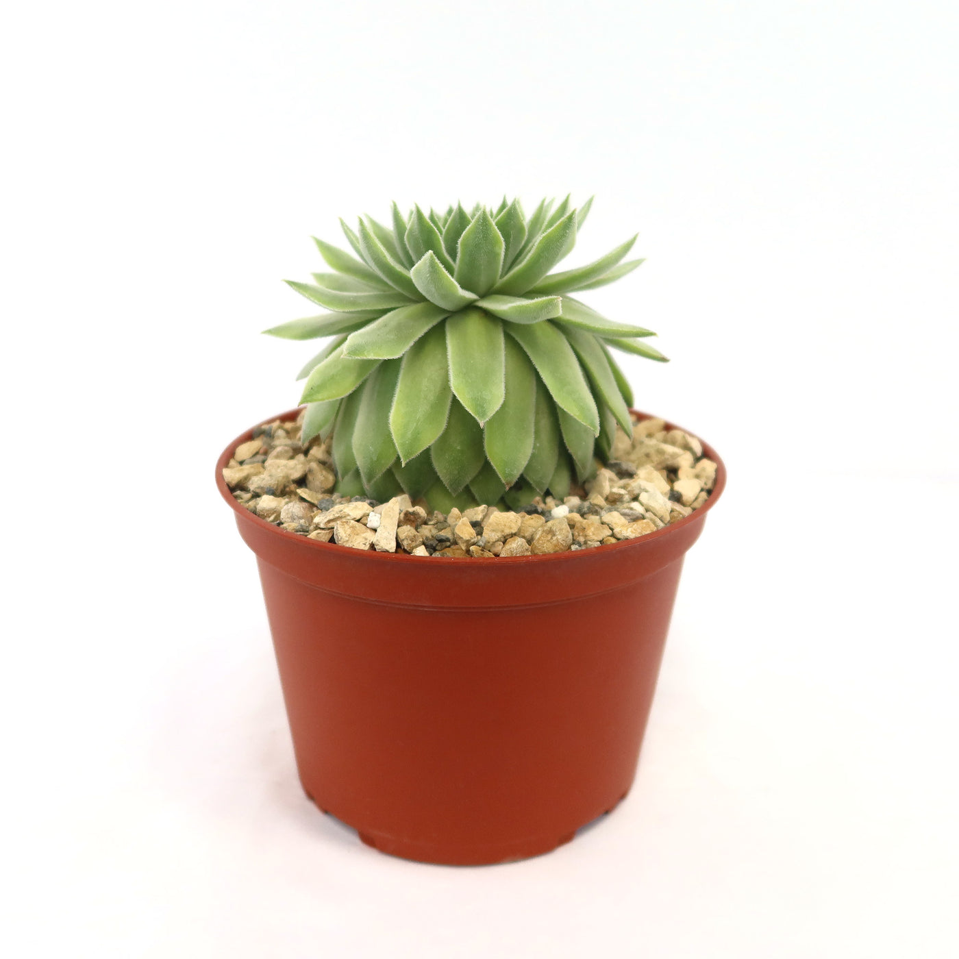 Shop ‘Sempervivum Tectorum var. Glaucum’ Care & Info | Planet Desert