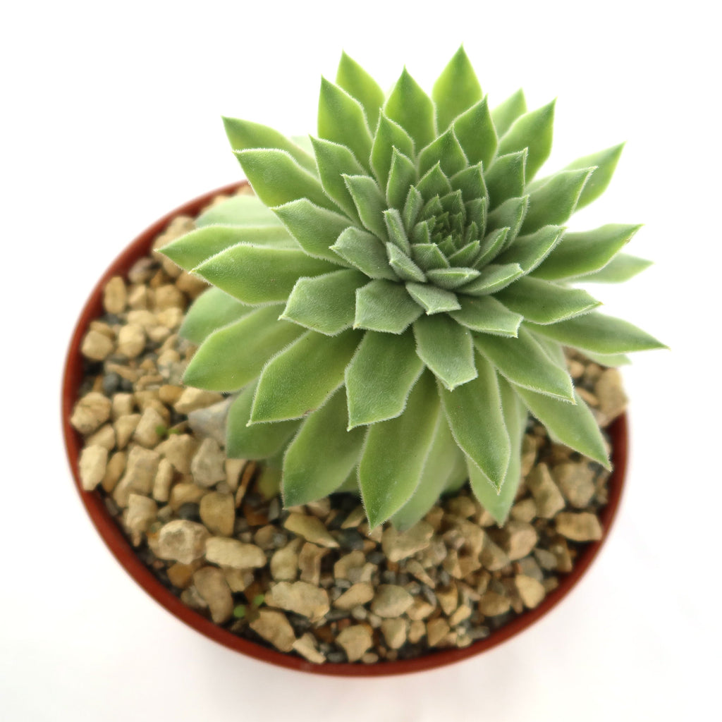 Sempervivum Tectorum var. Glaucum