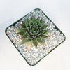 Sempervivum ‘the Rocket’