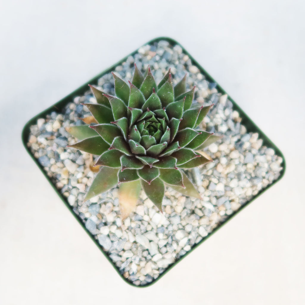 Sempervivum ‘the Rocket’