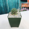 Sempervivum ‘the Rocket’