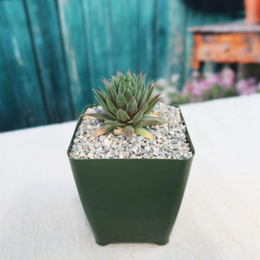 Sempervivum ‘the Rocket’