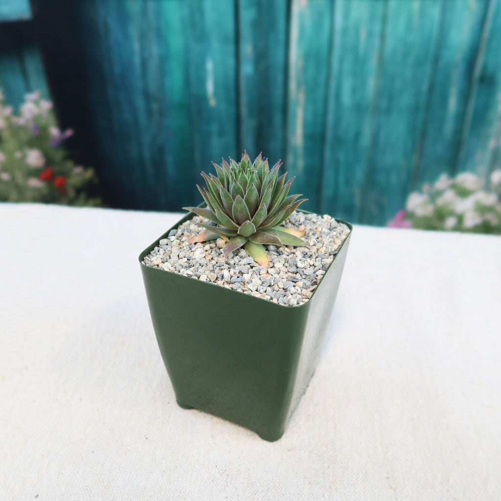 Sempervivum ‘the Rocket’