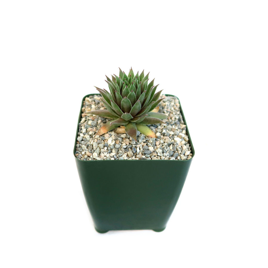 Sempervivum ‘the Rocket’