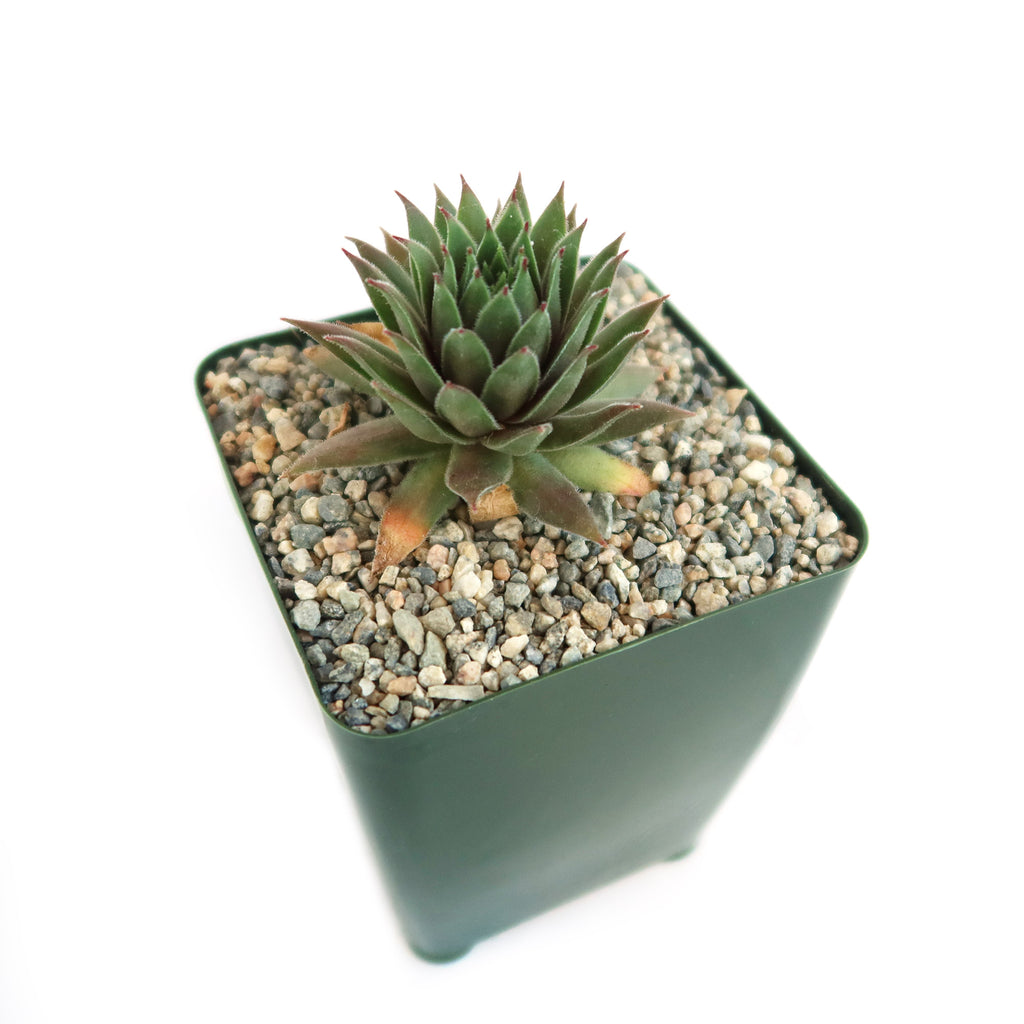 Sempervivum ‘the Rocket’