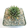Sempervivum ‘the Rocket’