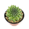 Sempervivum &