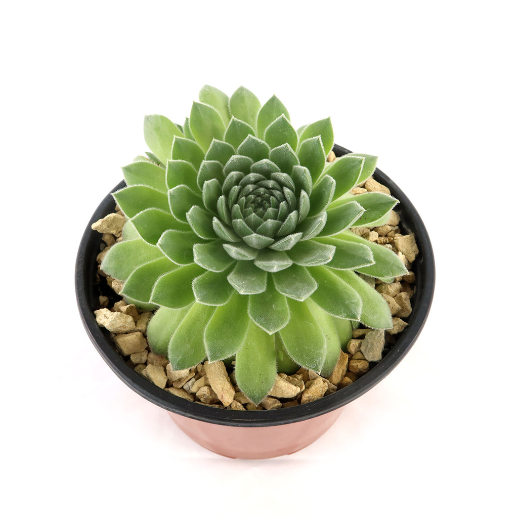 Sempervivum &