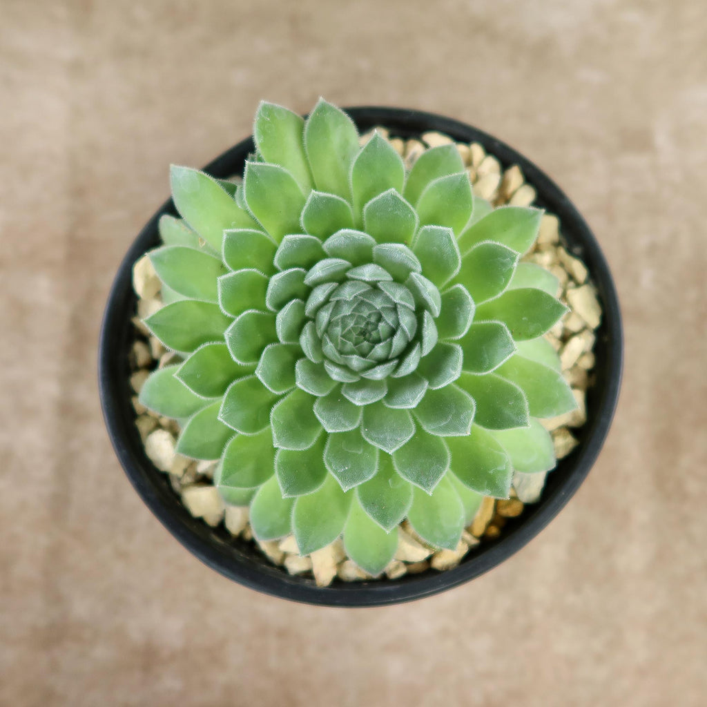 Sempervivum &