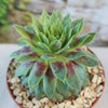 Sempervivum &