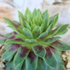 Sempervivum &
