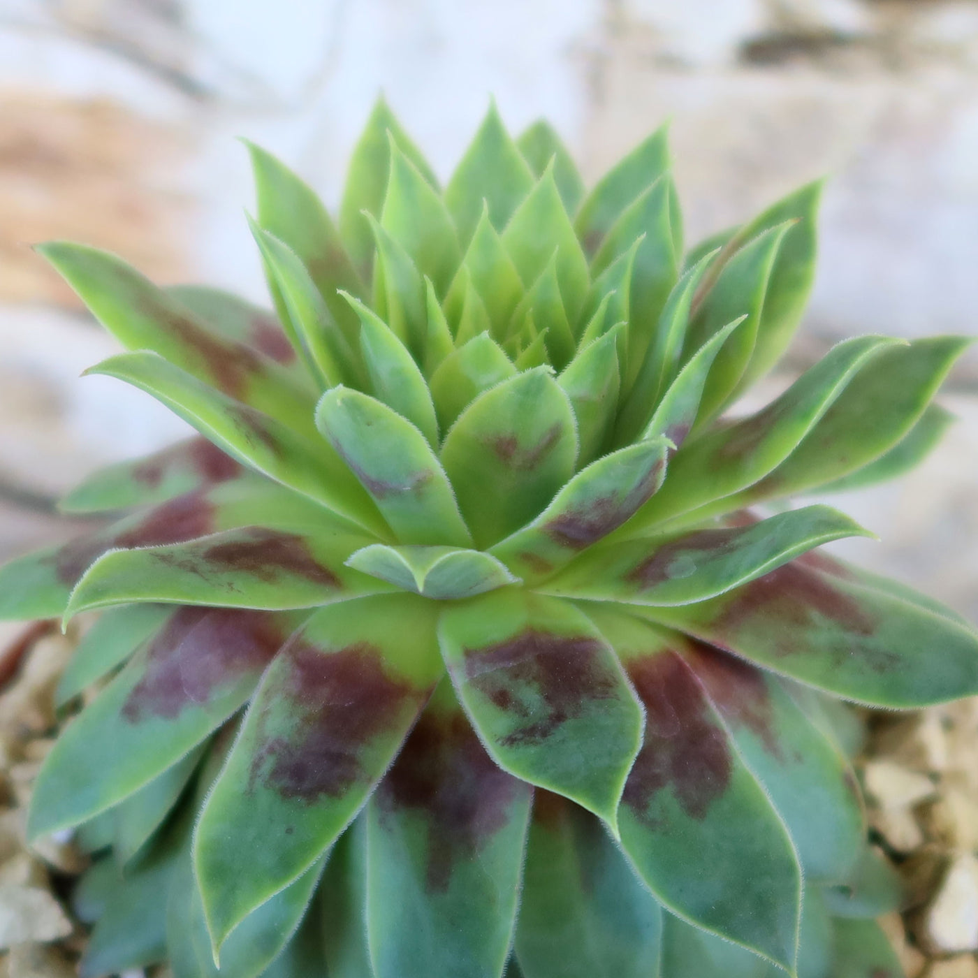 cutix succulent Sempervivum 'Ruby Heart' Hens and Chicks 6" Pot