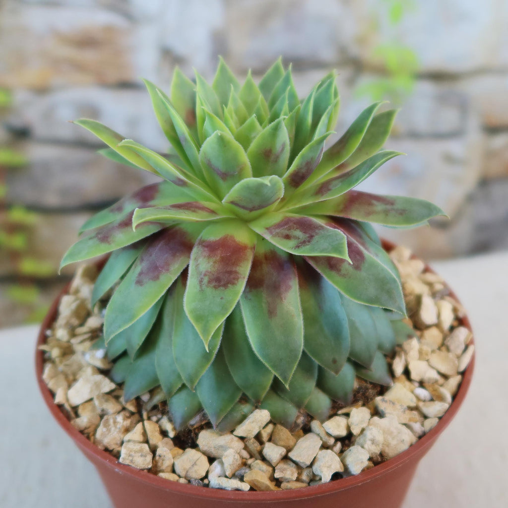 Sempervivum &