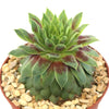 Sempervivum &