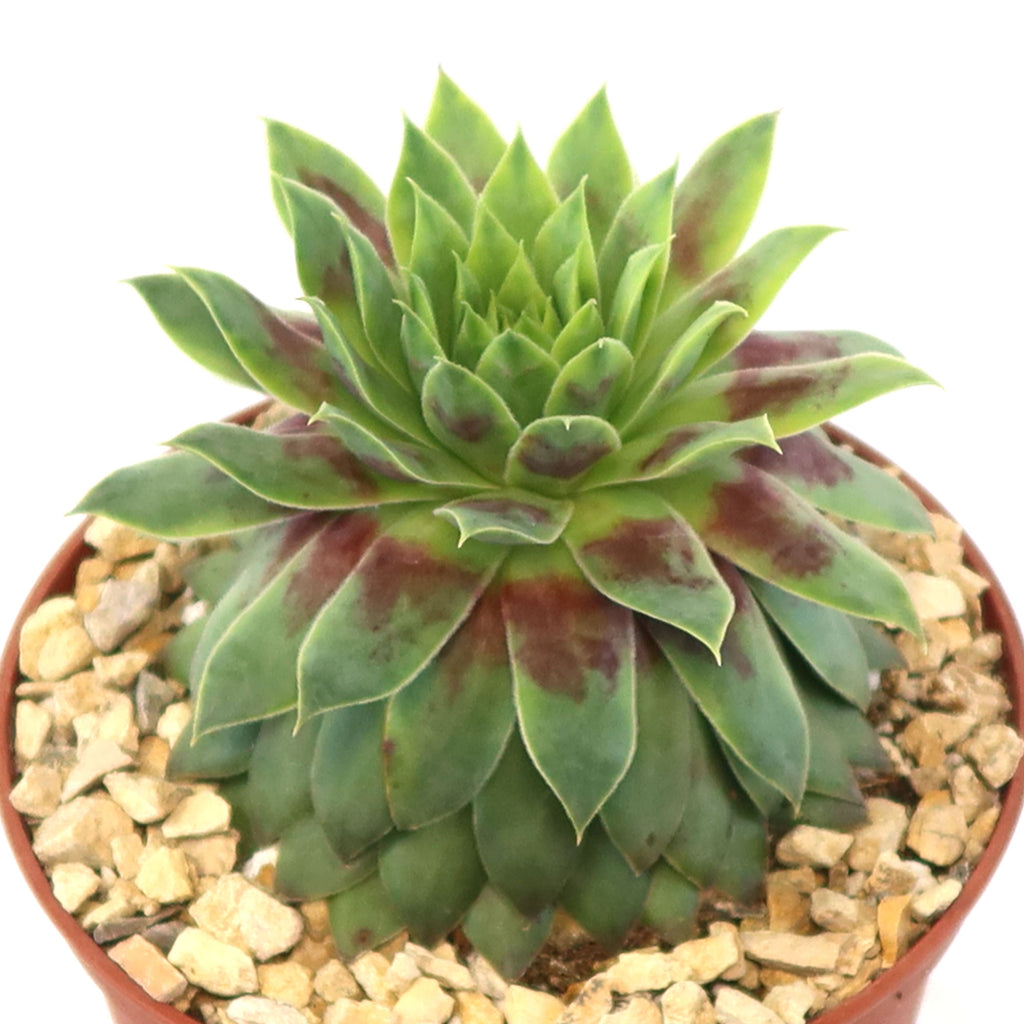 Sempervivum &