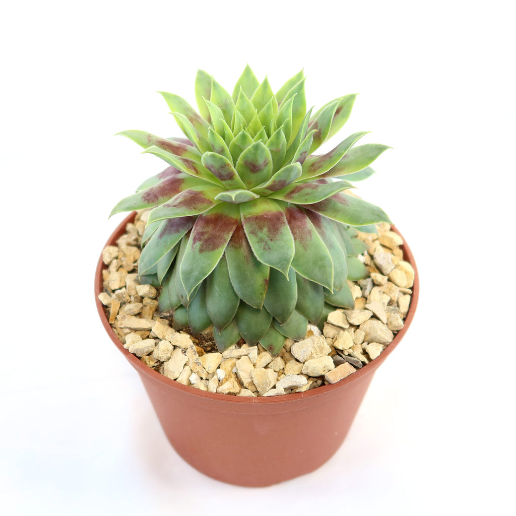 Sempervivum &