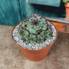 Sempervivum ‘Mrs. Giuseppi’