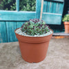 Sempervivum ‘Mrs. Giuseppi’