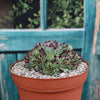 Sempervivum ‘Mrs. Giuseppi’