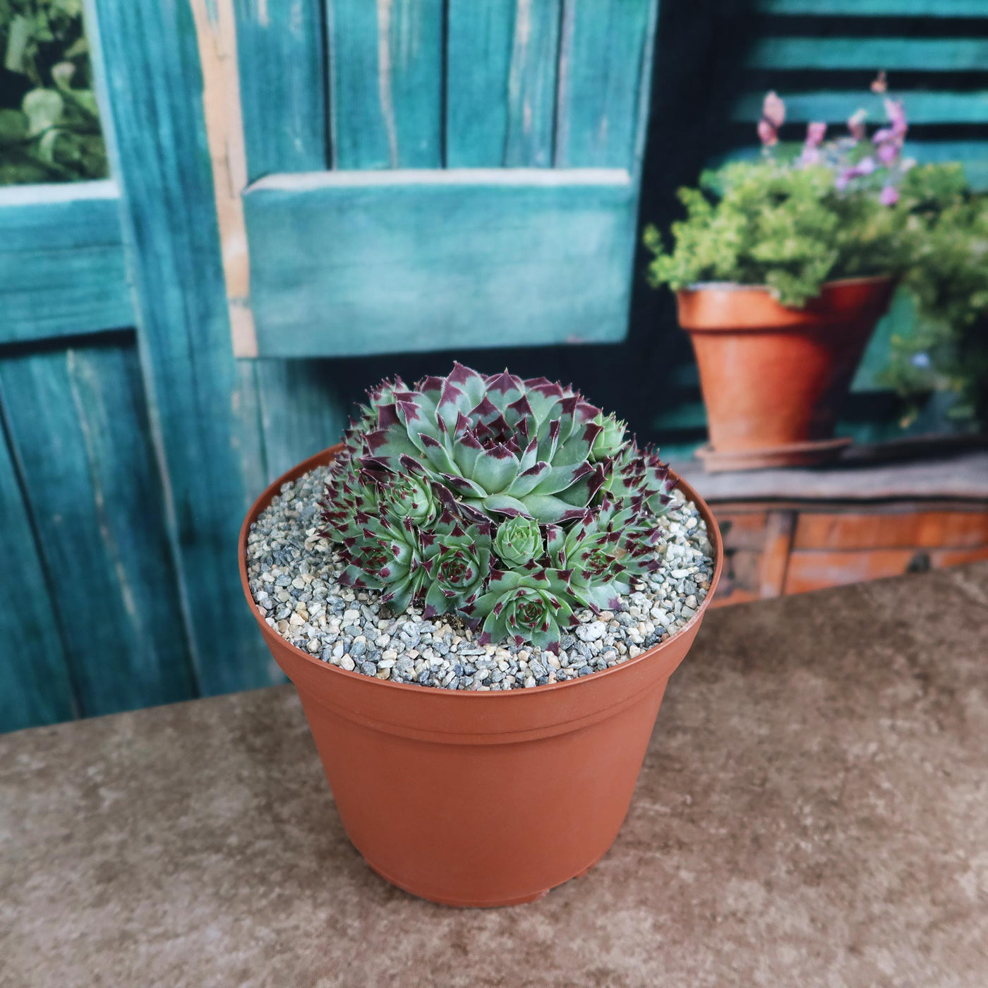 Shop 'Sempervivum Mrs. Giuseppi' Care & Info | Planet Desert