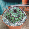 Sempervivum ‘Mrs. Giuseppi’